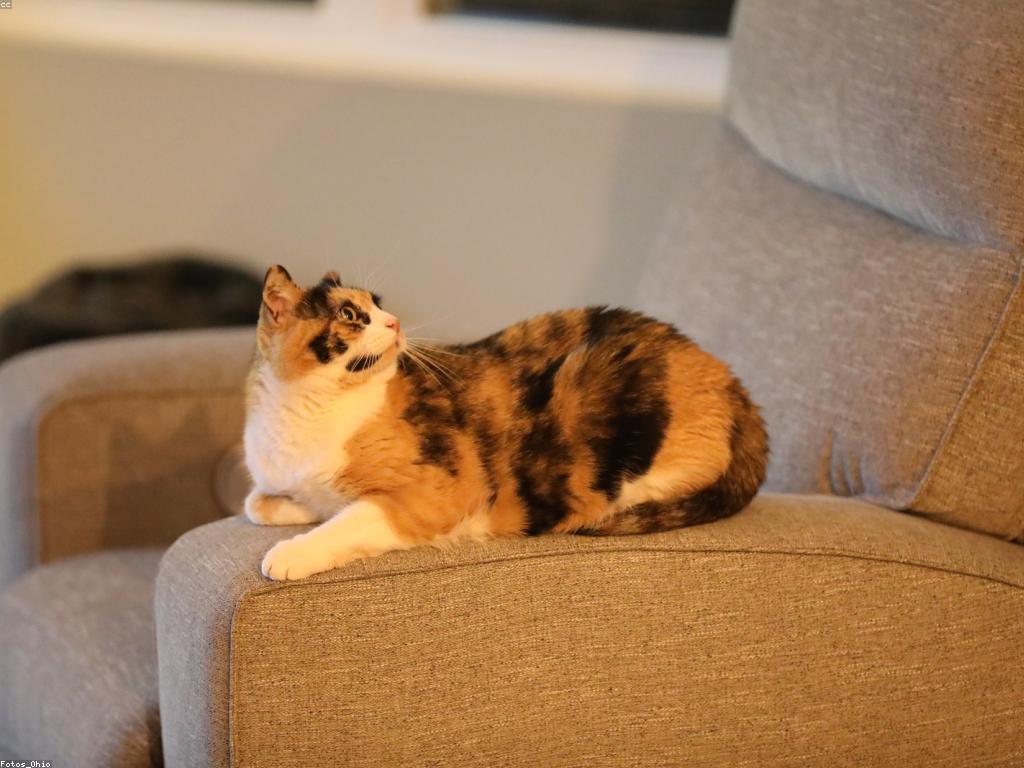 វិធីលេងហ្គេមជាមួយមិត្តភក្តិ